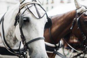 Motion, kärlek och terapi i ett