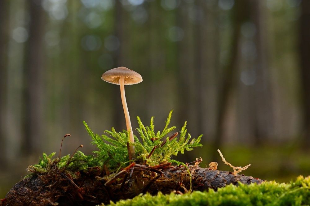 Glamping i Sverige: En unik blandning av natur och bekvämlighet