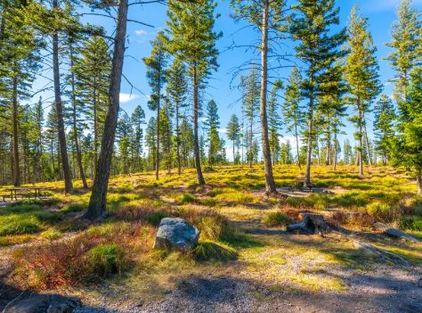 Virkesköp i Sörmland - så skapar skogsägare en trygg och lönsam affär