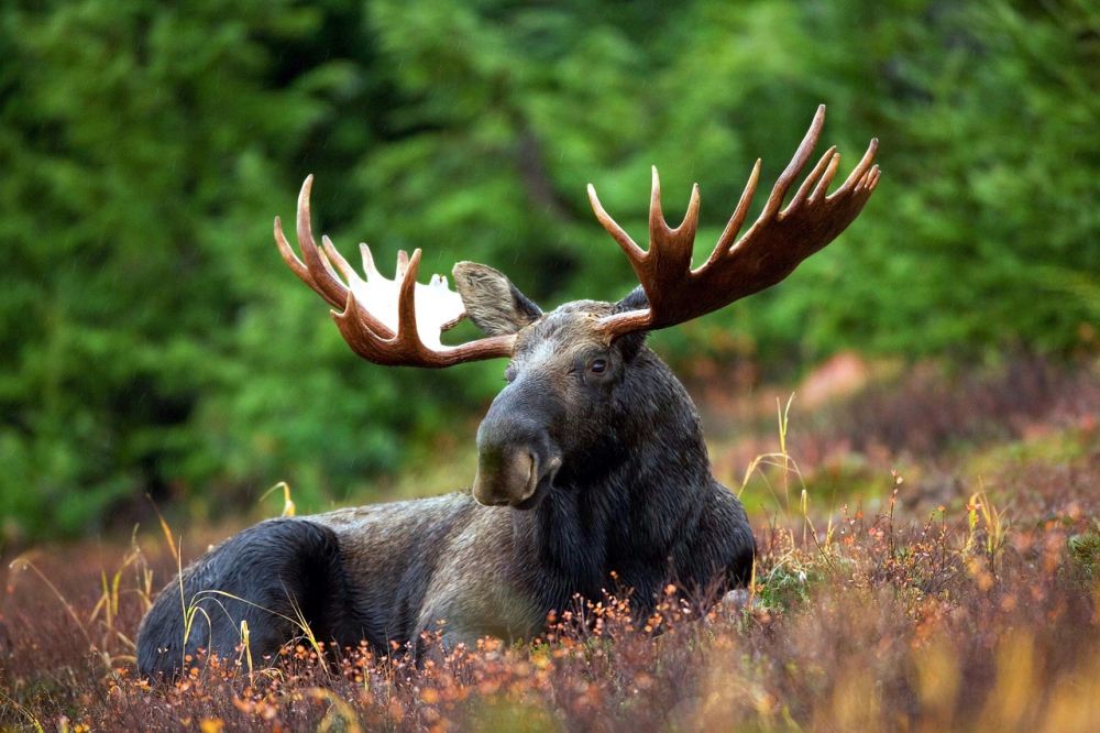 Elchpark in sweden  nära möten med skogens kung